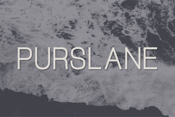 Purslane: A Modern Sans Serif for Branding